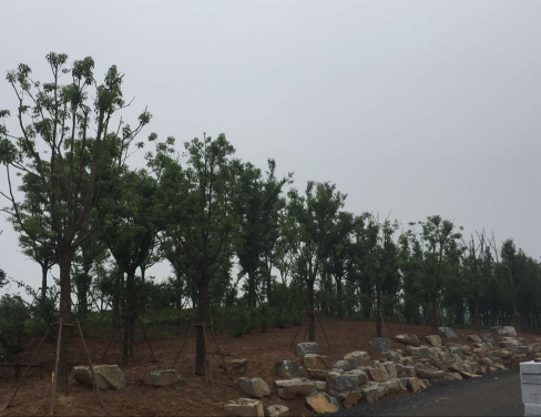 大象湖濕地公園景觀(guān)建設已完成喬灌木種植